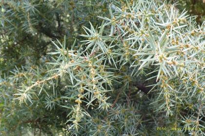 Juniperus communis